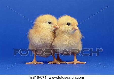 Stock Image - Two chicks. Fotosearch