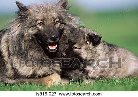 Stock Photo - Two dogs on lawn. Fotosearch