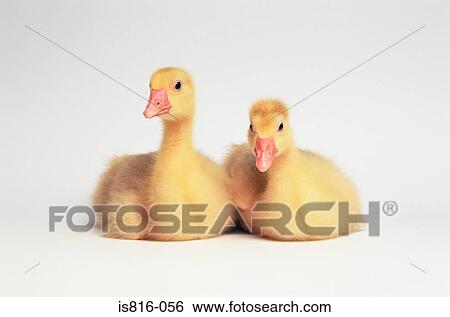 Two ducklings View Large Photo Image Stock Photograph - Two ducklings. Fotosearch