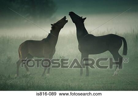 Stock Photo - Two horses neighing in mist. Fotosearch