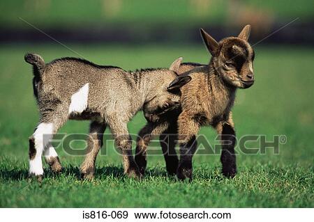 Two kid goats in field View Large Photo Image Stock Photo - Two kid goats in field. Fotosearch