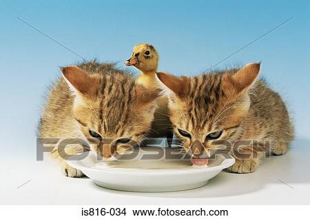 Picture - Two kittens and a duckling drinking milk. Fotosearch