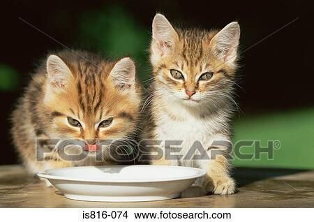 Two kittens drinking milk View Large Photo Image Picture - Two kittens drinking milk. Fotosearch