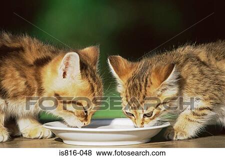 Stock Photo - Two kittens drinking milk. Fotosearch