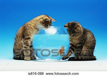 Stock Photo - Two kittens watching a goldfish. Fotosearch