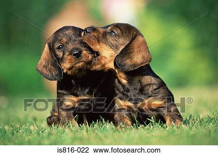 Two puppies in a field View Large Photo Image Stock Image - Two puppies in a field. Fotosearch