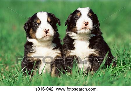 Two puppies in a field View Large Photo Image Stock Image - Two puppies in a field. Fotosearch