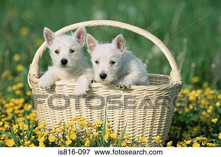 Two terriers in a wicker basket View Large Photo Image Stock Photo - Two terriers in a wicker basket. Fotosearch