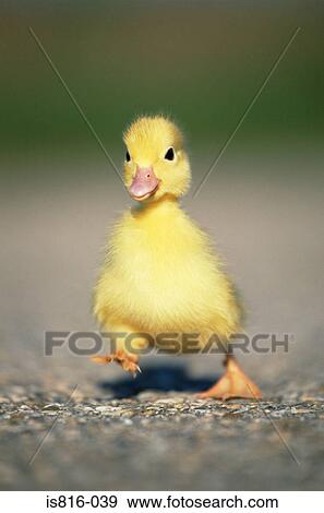 Waddling duck View Large Photo Image Stock Photo - Waddling duck. Fotosearch