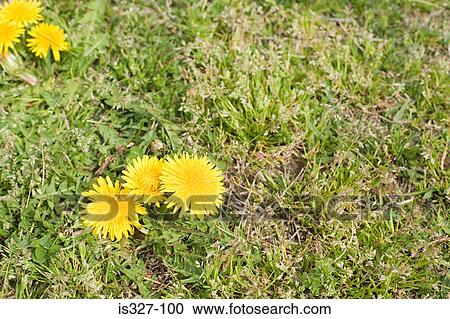 Dandelions amongst grass View Large Photo Image Stock Image - Dandelions amongst grass. Fotosearch