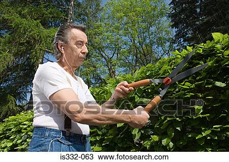 Man trimming hedge and listening to music View Large Photo Image Stock Image - Man trimming hedge and listening to music. Fotosearch