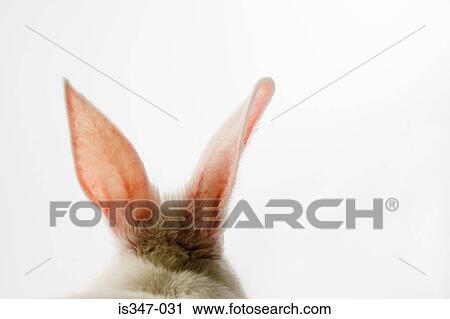 Close-up of rabbit ears View Large Photo Image Stock Image - Close-up of rabbit ears. Fotosearch