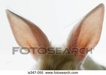 Close Up Of Rabbit Ears Stock Photography Is347 055 Fotosearch