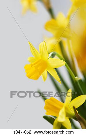 Daffodils View Large Photo Image Stock Image - Daffodils. Fotosearch