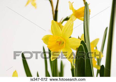 Daffodils View Large Photo Image Stock Image - Daffodils. Fotosearch