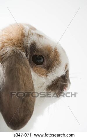 Lop-eared rabbit View Large Photo Image Stock Image - Lop-eared rabbit. Fotosearch