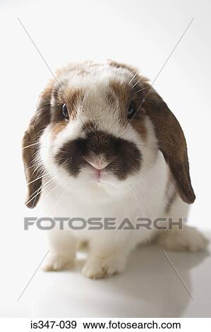 Lop-eared rabbit View Large Photo Image Stock Photo - Lop-eared rabbit. Fotosearch