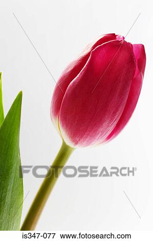 Pink tulip View Large Photo Image Stock Photo - Pink tulip. Fotosearch