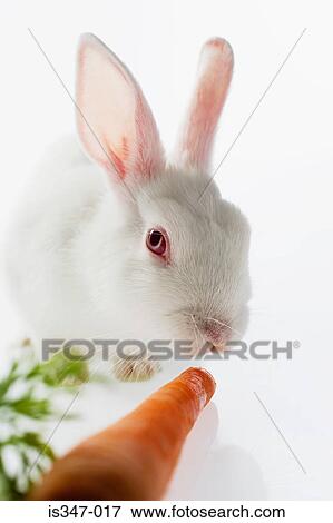 Rabbit and a carrot View Large Photo Image Stock Photo - Rabbit and a carrot. Fotosearch