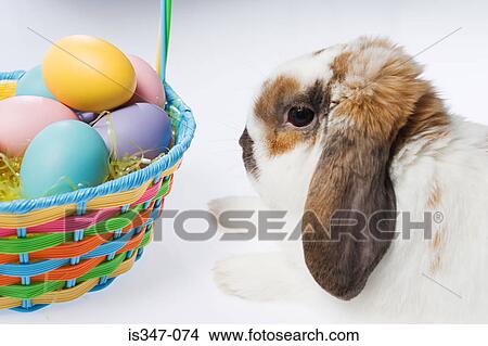 Rabbit and basket of eggs View Large Photo Image Picture - Rabbit and basket of eggs. Fotosearch