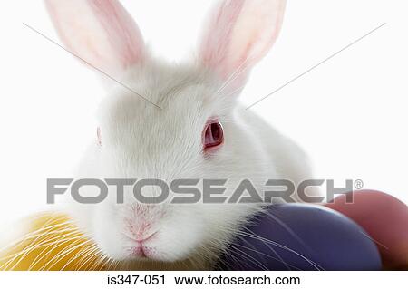 Rabbit and colourful eggs View Large Photo Image Stock Image - Rabbit and colourful eggs. Fotosearch