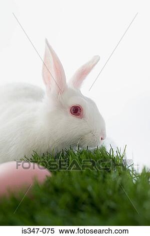 Rabbit and pink egg View Large Photo Image Stock Photography - Rabbit and pink egg. Fotosearch