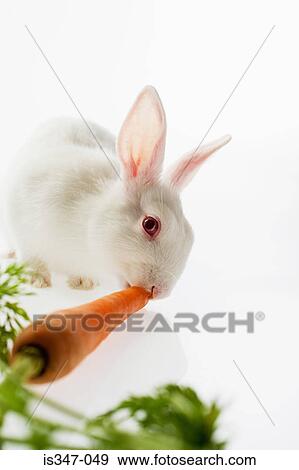 Stock Photo - Rabbit eating a carrot. Fotosearch