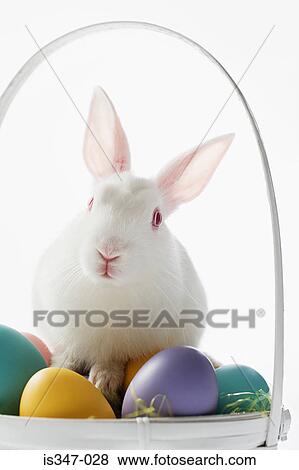 Rabbit on top of a basket of eggs View Large Photo Image Stock Photo - Rabbit on top of a basket of eggs. Fotosearch