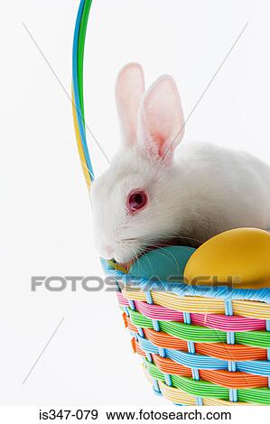 Rabbit on top of a basket of eggs View Large Photo Image Stock Photo - Rabbit on top of a basket of eggs. Fotosearch