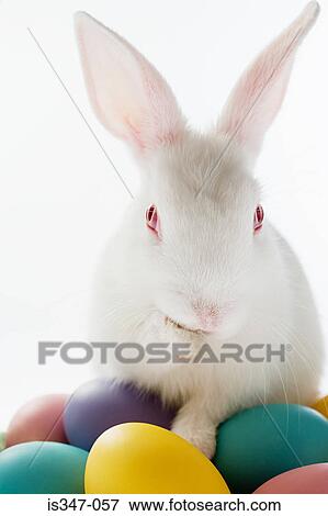 Rabbit on top of colourful eggs View Large Photo Image Stock Photo - Rabbit on top of colourful eggs. Fotosearch