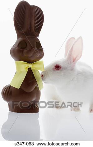 Rabbit smelling chocolate View Large Photo Image Stock Image - Rabbit smelling chocolate. Fotosearch