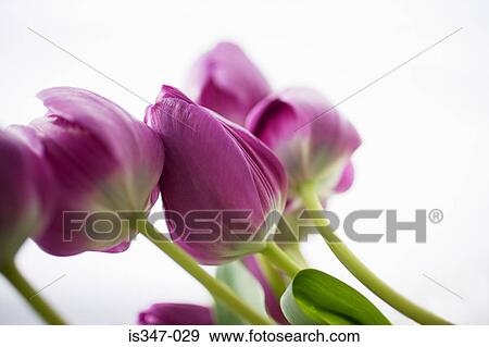 Tulips View Large Photo Image Stock Photo - Tulips. Fotosearch