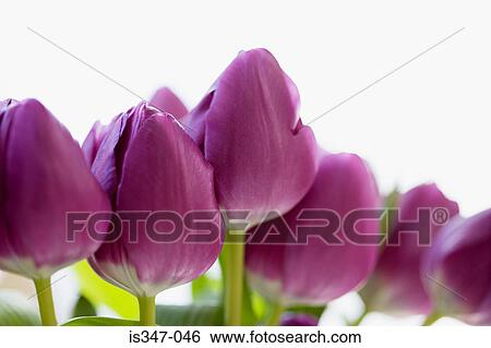 Tulips View Large Photo Image Stock Photograph - Tulips. Fotosearch