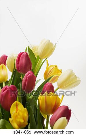 Tulips View Large Photo Image Stock Photography - Tulips. Fotosearch