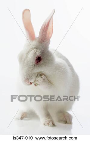 White rabbit View Large Photo Image Stock Image - White rabbit. Fotosearch