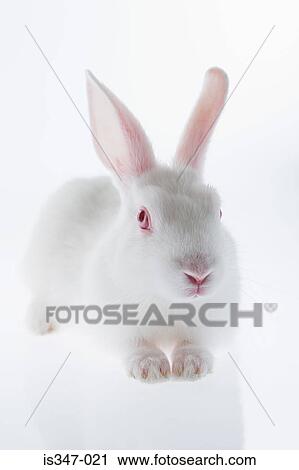 White rabbit View Large Photo Image Stock Image - White rabbit. Fotosearch
