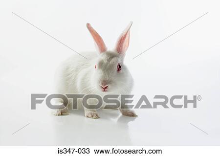 White rabbit View Large Photo Image Stock Image - White rabbit. Fotosearch