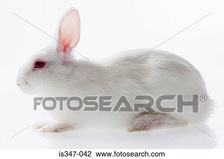 White rabbit View Large Photo Image Stock Image - White rabbit. Fotosearch