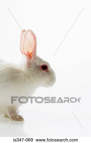 White rabbit View Large Photo Image Stock Photo - White rabbit. Fotosearch