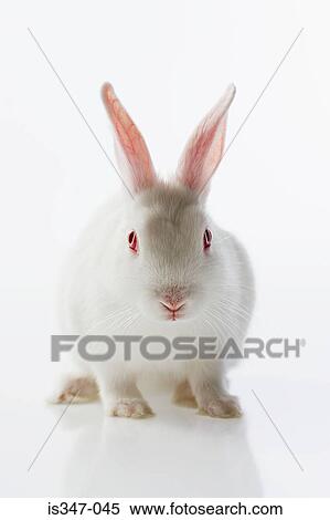 White rabbit View Large Photo Image Stock Photography - White rabbit. Fotosearch