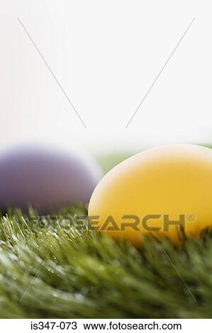 Yellow and purple egg View Large Photo Image Stock Image - Yellow and purple egg. Fotosearch