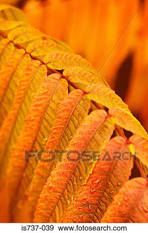 Stock Photo - Autumn leaves on a plant. Fotosearch