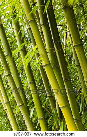 Stock Photo - Bamboo plants. Fotosearch
