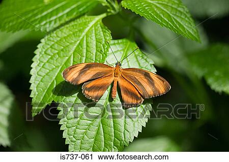 Banded orange butterfly View Large Photo Image Stock Image - Banded orange butterfly. Fotosearch