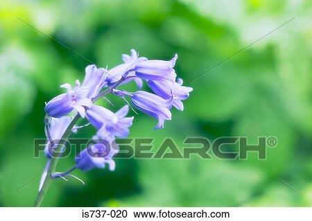 Bluebells View Large Photo Image Stock Image - Bluebells. Fotosearch