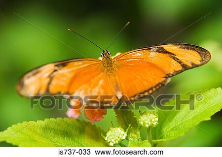Butterfly on a plant View Large Photo Image Stock Image - Butterfly on a plant. Fotosearch