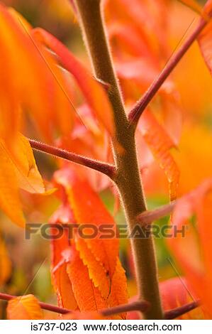 Stock Image - Close up of a stem and leaves. Fotosearch