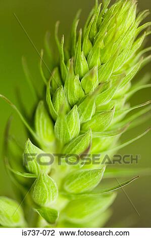 Stock Image - Close up of a young plant. Fotosearch