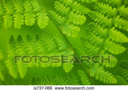 Close up of leaves View Large Photo Image Stock Photograph - Close up of leaves. Fotosearch