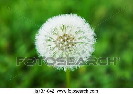 Dandelion clock View Large Photo Image Stock Image - Dandelion clock. Fotosearch